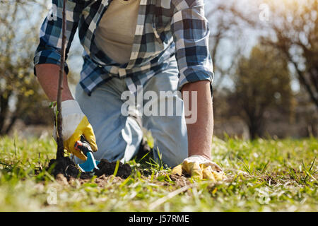 Mann in Handschuhen Kompostierung neu gepflanzte Baum Stockfoto