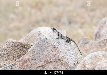 Unter der Leitung von Flat Rock Agama (Agama Mwanzae) Perched auf einem Felsen im Norden von Tansania Stockfoto