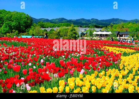 Tulpenfeld in Echigo Hillside Park Nagaoka Stadt Niigata, Japan Stockfoto