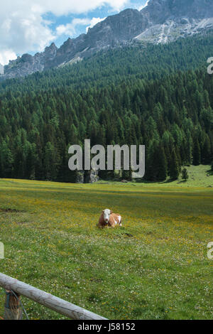 Braun und weiß Spotted Kuh Weiden in Weiden Lands: italienische Dolomiten Alpen Landschaft in der Nähe von Misurina See Stockfoto