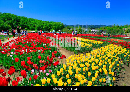 Tulpenfeld in Echigo Hillside Park Nagaoka Stadt Niigata, Japan Stockfoto