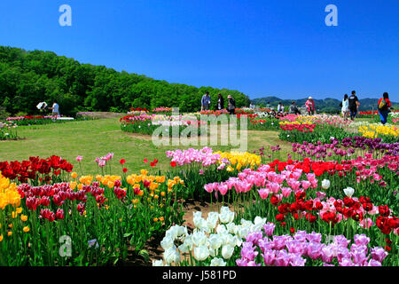 Tulpenfeld in Echigo Hillside Park Nagaoka Stadt Niigata, Japan Stockfoto