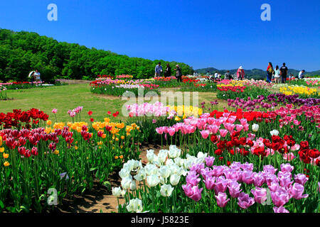 Tulpenfeld in Echigo Hillside Park Nagaoka Stadt Niigata, Japan Stockfoto