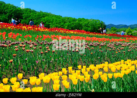 Tulpenfeld in Echigo Hillside Park Nagaoka Stadt Niigata, Japan Stockfoto