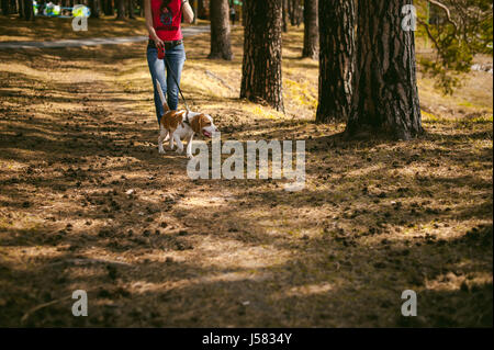 Junge Haustier Hunderassen Beagle zu Fuß in den Park im Freien. Das Mädchen vorsichtig geht den Hund an der Leine, spielt und lehrt, um mit ihm läuft Stockfoto