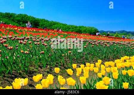 Tulpenfeld in Echigo Hillside Park Nagaoka Stadt Niigata, Japan Stockfoto