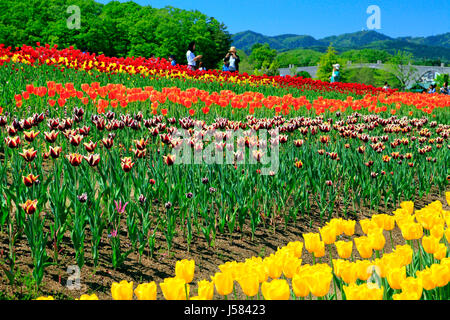 Tulpenfeld in Echigo Hillside Park Nagaoka Stadt Niigata, Japan Stockfoto