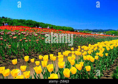 Tulpenfeld in Echigo Hillside Park Nagaoka Stadt Niigata, Japan Stockfoto