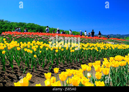 Tulpenfeld in Echigo Hillside Park Nagaoka Stadt Niigata, Japan Stockfoto