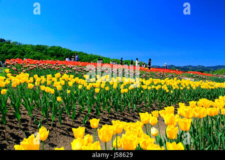 Tulpenfeld in Echigo Hillside Park Nagaoka Stadt Niigata, Japan Stockfoto