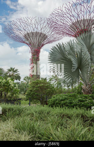 Editorial: Singapur, 1. April 2017 - Supertrees in den Gärten an der Bucht mit üppiger vegetation Stockfoto