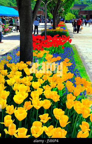 Bürgersteig Tulip Bett Echigo Hillside Park Nagaoka Stadt Niigata, Japan Stockfoto