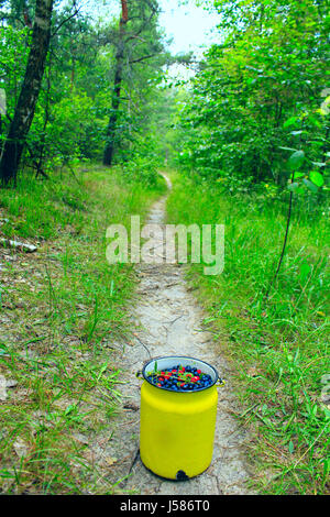 kleine kann voller Heidelbeeren und Walderdbeeren auf dem Waldweg Stockfoto