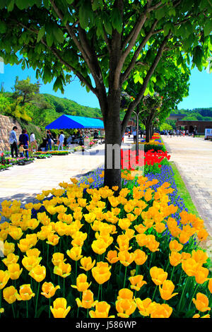 Bürgersteig Tulip Bett Echigo Hillside Park Nagaoka Stadt Niigata, Japan Stockfoto