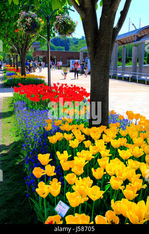 Bürgersteig Tulip Bett Echigo Hillside Park Nagaoka Stadt Niigata, Japan Stockfoto