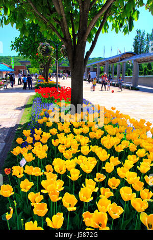 Bürgersteig Tulip Bett Echigo Hillside Park Nagaoka Stadt Niigata, Japan Stockfoto