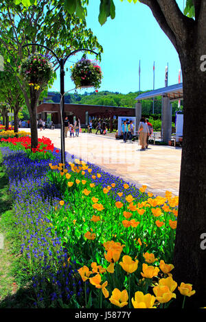 Bürgersteig Tulip Bett Echigo Hillside Park Nagaoka Stadt Niigata, Japan Stockfoto