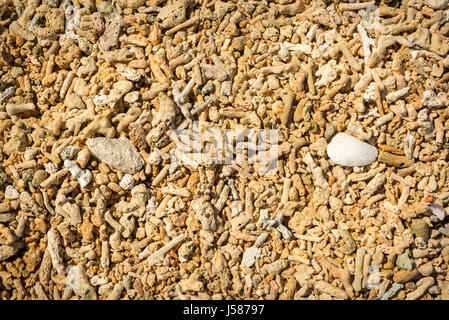 Tote Korallen und Muscheln am Strand als Hintergrundtextur Stockfoto