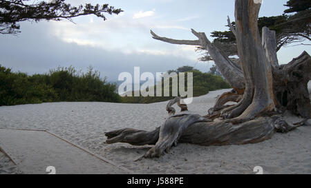 CARMEL, Kalifornien, Vereinigte Staaten - 7. Oktober 2014: Weißer Strand mit einem Baum und Zypressen auf Highway No 1, USA Stockfoto