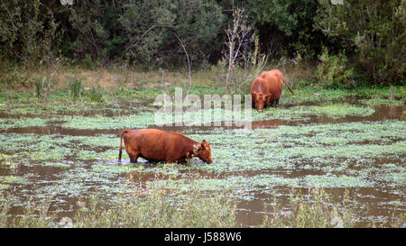 Guadalupe-Nipomo Dünen, Kalifornien, Vereinigte Staaten - 8. Oktober 2014: Rind oder Kuh an einem nebligen Morgen, Moor Sumpf in Kalifornien auf Highway No 1, USA Stockfoto