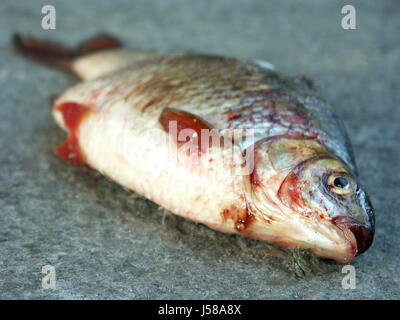 Fisch Stockfoto