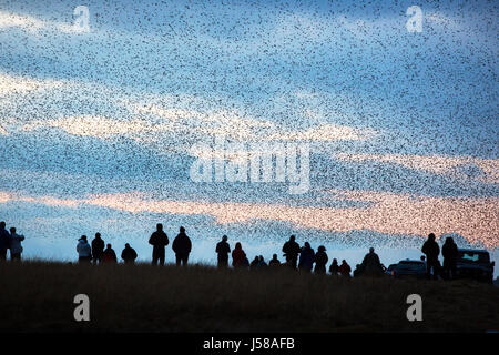 Murmerating Schwärme von Staren Antenne Balets durchführen, wie sie über ihre Website Schlafplatz fliegen in der Nähe von Sunbiggin Tarn in Cumbria, UK. Stockfoto