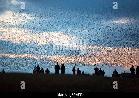 Murmerating Schwärme von Staren Antenne Balets durchführen, wie sie über ihre Website Schlafplatz fliegen in der Nähe von Sunbiggin Tarn in Cumbria, UK. Stockfoto