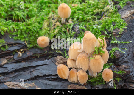 Glimmer GAP - Coprinus micaceus Stockfoto