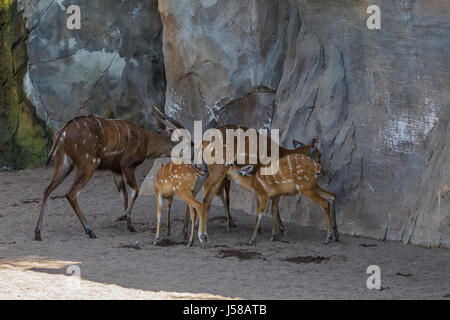 Östlichen Bongo (Tragelaphus Eurycerus Isaaci) (Berg Bongo) Stockfoto