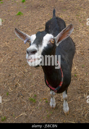 Porträt der britischen Alpine Ziege Stockfoto