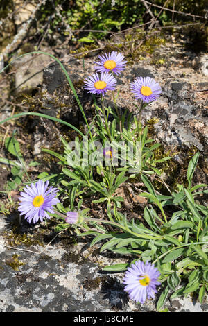 Alpen-Aster, Alpenaster Aster Alpinus, Alpine Aster, Blue Alpin Daisy, Aster-des-Alpes Stockfoto