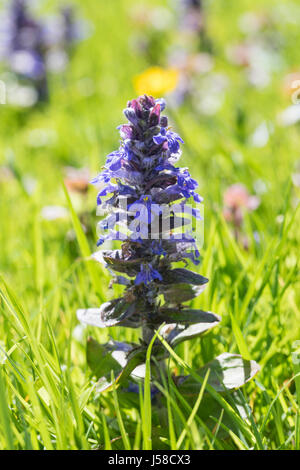 Kriechender Günsel, Ajuga Reptans, Signalhorn, blaue Trompete, Bugleherb, Bugleweed, Carpetweed, Teppich, Bungleweed, gemeinsame Signalhorn, La Signalhorn rampante Stockfoto