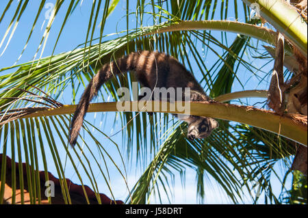 Verspielte weiße Nase Beschichtung stehen auf Palmzweig blickte Stockfoto