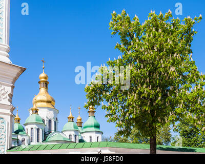 Reisen Sie in die Ukraine - Kuppeln der Saint Sophia Cathedral und blühende Rosskastanie Baum in der Stadt Kiew im Frühjahr Stockfoto