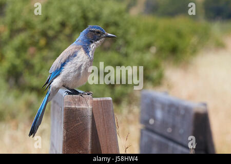 Kalifornien Peeling Jay, (Aphelocoma Californica), thront auf A Bank auf Angel Island, Kalifornien. Stockfoto