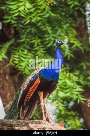 männlichen indischen Pfauen oder männlicher Pfau, Pavo Cristatus, stehend auf einer Steinmauer, Bharatpur, Rajasthan, Indien Stockfoto