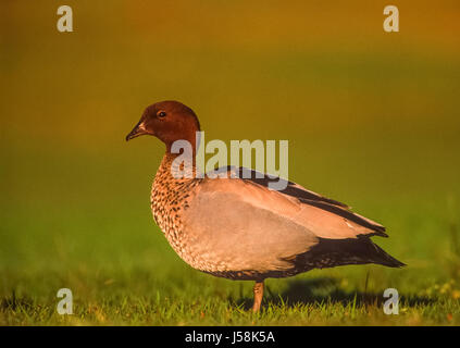 Australische Wood Duck oder Mähne Ente, Chenonetta Jubata, New-South.Wales, Australien Stockfoto