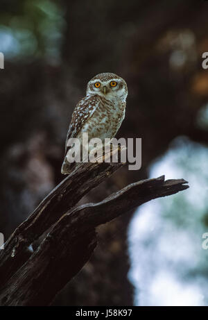 Spotted Owlet, Athene Brama Keoladeo Ghana Nationalpark, Bharatpur, Rajasthan, Indien Stockfoto