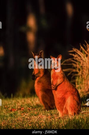 Swamp Wallaby, Wallabia bicolor, Byron Bay, New South Wales, Australien Stockfoto