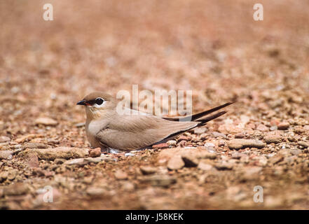 Kleinen indischen Pratincole, wenig Pratincole oder kleine Pratincole, (Grand Dorsett lacteal), im Nest, Rajasthan, Indien Stockfoto