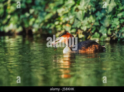 Haubentaucher, Podiceps Cristatus, Regents Park, London, Vereinigtes Königreich Stockfoto