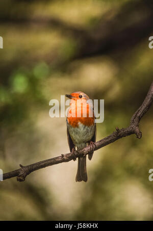 Rotkehlchen, Erithacus Rubecula, thront auf Zweig, Regents Park, London, Vereinigtes Königreich Stockfoto