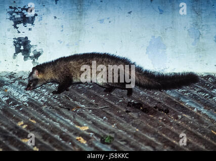 Gemeinsame Palm Civet, Paradoxurus hermaphroditus, auf der Suche nach Nahrung auf dem Hausdach, Bharatpur, Rajasthan, Indien Stockfoto