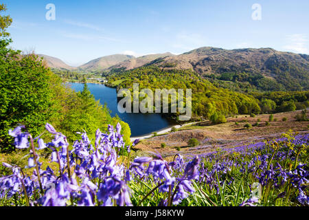 Glockenblumen auf Loughrigg Terrasse mit Blick in Richtung Grasmere, in der Nähe von Ambleside im englischen Lake District, Cumbria, UK. Stockfoto