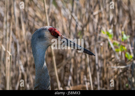 Porträt einer Sandhill Crane (Antigone canadensis) Erwachsenen. Stockfoto