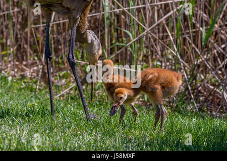 Sandhill Crane (Antigone canadensis) Küken essen Teil einer Maus, während Erwachsene und andere Küken konzentrieren sich auf die bleibt. Stockfoto