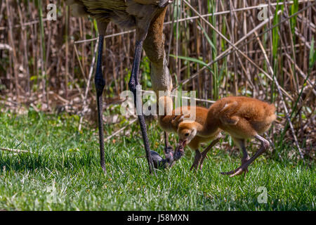 Sandhill Crane (Antigone canadensis) Küken essen Teil einer Maus, während Erwachsene und andere Küken konzentrieren sich auf die bleibt. Stockfoto