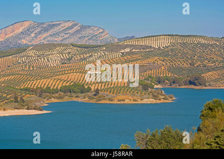 Blick über Guadalhorce dam, Provinz Malaga, Andalusien, Spanien, Ackerland und Olive Grove darüber hinaus. Embalse de Conde de Guadalorce. Stockfoto