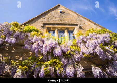 Wisteria floribunda wächst auf einem Cotswold Stone House, England, Großbritannien BRITISCHES blühende Pflanze Wand sinensis Stockfoto