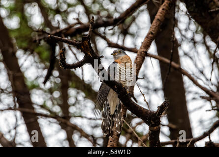 Rot-chested Kuckuck (Cuculus Solitarius) Perched in einem Baum im Norden von Tansania Stockfoto